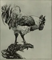 Picture 438 of 509 from International studio (1897), leaf 383