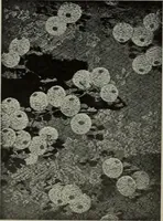 Picture 49 of 509 from International studio (1897), leaf 65
