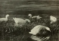Picture 155 of 537 from International studio (1897), leaf 133