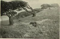 Picture 217 of 537 from International studio (1897), leaf 186