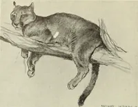 Picture 342 of 537 from International studio (1897), leaf 277