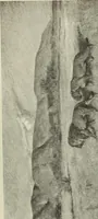 Picture 347 of 537 from International studio (1897), leaf 282