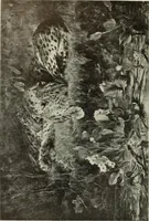 An illustration from International studio (1897)