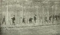 Picture 386 of 537 from International studio (1897), leaf 311