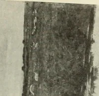Picture 501 of 537 from International studio (1897), leaf 416