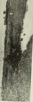 Picture 502 of 537 from International studio (1897), leaf 416