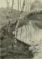Picture 522 of 537 from International studio (1897), leaf 431