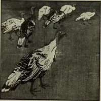 An illustration from International studio (1897)