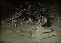An illustration from International studio (1897)