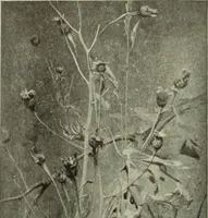 An illustration from International studio (1897)