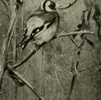 An illustration from International studio (1897)