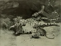 An illustration from International studio (1897)