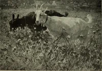 An illustration from International studio (1897)