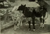 An illustration from International studio (1897)