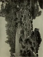 An illustration from International studio (1897)