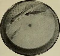 An illustration from International studio (1897)