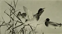 An illustration from International studio (1897)
