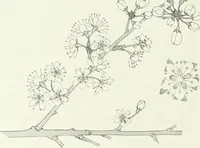 An illustration from International studio (1897)