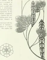 An illustration from International studio (1897)