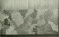 Picture 158 of 489 from International studio (1897), leaf 152