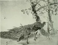 An illustration from International studio (1897)