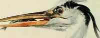 An illustration from International studio (1897)