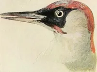 An illustration from International studio (1897)