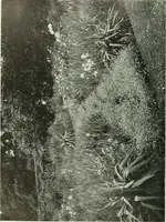 An illustration from International studio (1897)