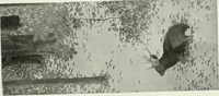 An illustration from International studio (1897)