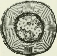 Picture 174 of 501 from International studio (1897), leaf 171