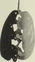 Picture 173 of 459 from International studio (1897), leaf 158