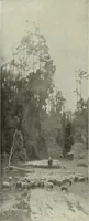 Picture 328 of 459 from International studio (1897), leaf 303
