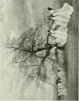Picture 166 of 439 from International studio (1897), leaf 161
