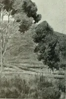Picture 12 of 439 from International studio (1897), leaf 21