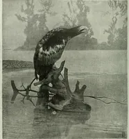 An illustration from International studio (1897)