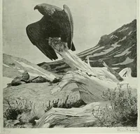 Picture 423 of 439 from International studio (1897), leaf 410