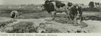 Picture 118 of 539 from International studio (1897), leaf 108