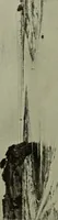 An illustration from International studio (1897)