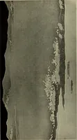 An illustration from International studio (1897)
