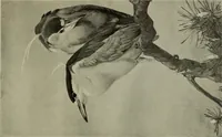 An illustration from International studio (1897)