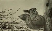 Picture 526 of 561 from International studio (1897), leaf 444