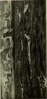 An illustration from International studio (1897)