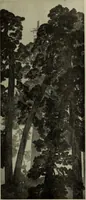 An illustration from International studio (1897)