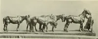 Picture 222 of 466 from International studio (1897), leaf 195