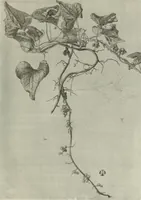 Picture 346 of 466 from International studio (1897), leaf 336