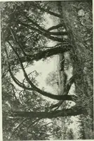 An illustration from International studio (1897)