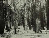 An illustration from International studio (1897)