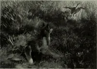 Picture 121 of 432 from International studio (1897), leaf 134