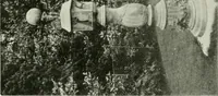 Picture 240 of 345 from International studio (1897), leaf 272