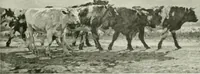 Picture 296 of 345 from International studio (1897), leaf 318